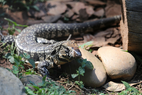 Tegu lizard - Photo, Image