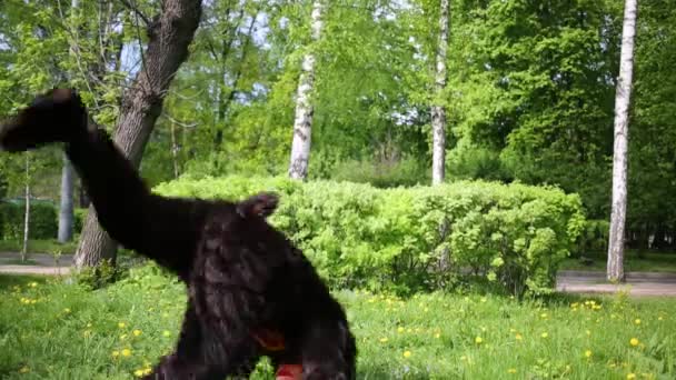 Actor dressed as bear dancing - Materiał filmowy, wideo