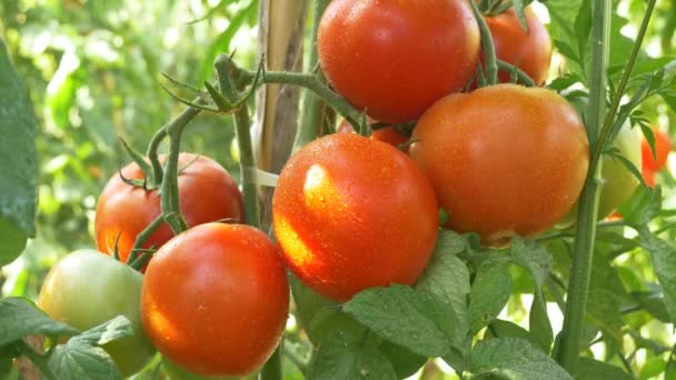 Rote Bio-Tomaten - Filmmaterial, Video