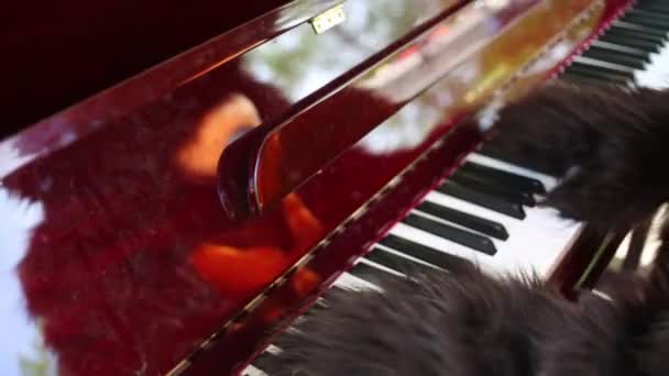 actor dressed as bear play piano outdoor - Footage, Video