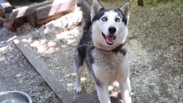 dog Husky on chain barks outdoor - Metraje, vídeo