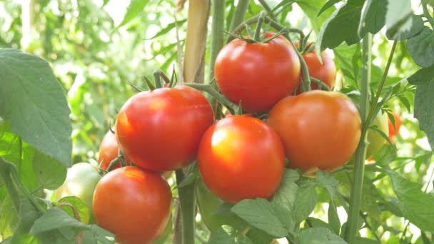 Riego de tomates rojos maduros
 - Imágenes, Vídeo