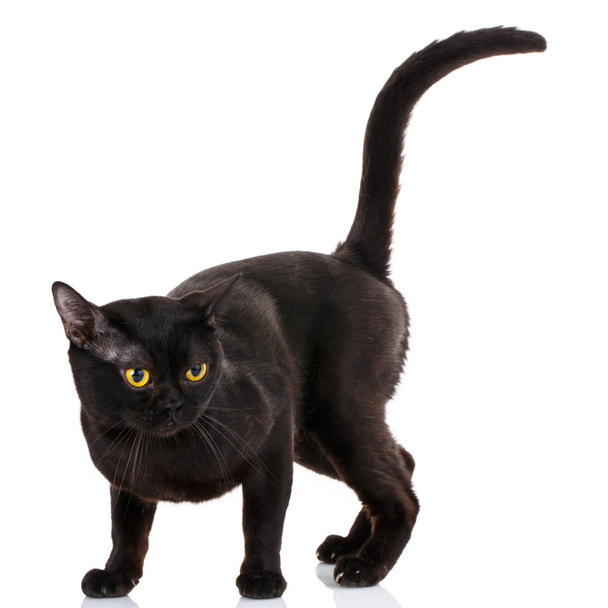 Bombay black cat on a white background - Foto, afbeelding