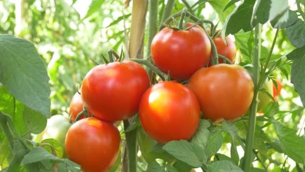 Органические красные спелые помидоры - Кадры, видео