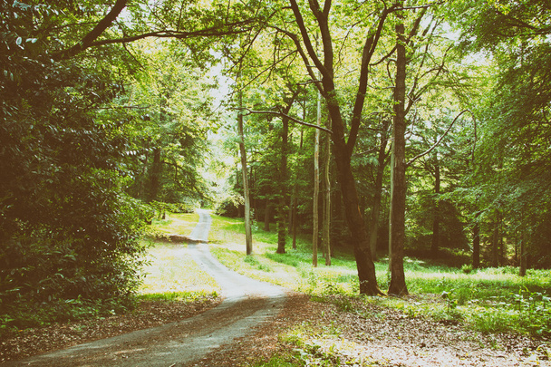 Englischer Waldweg, bei dem die Sonne durch die Blätter bricht - Foto, Bild