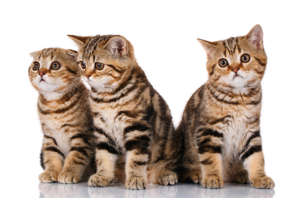 Drie kittens zittend op een witte achtergrond - Foto, afbeelding