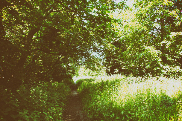 Sentiero che attraversa gli alberi e l'erba
 - Foto, immagini
