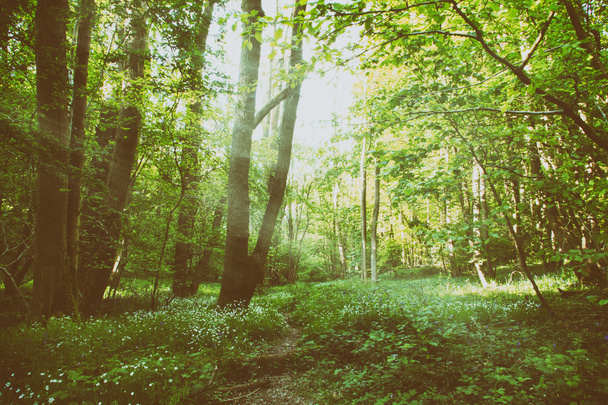 Metsän halki kulkeva pieni eläinrata
 - Valokuva, kuva