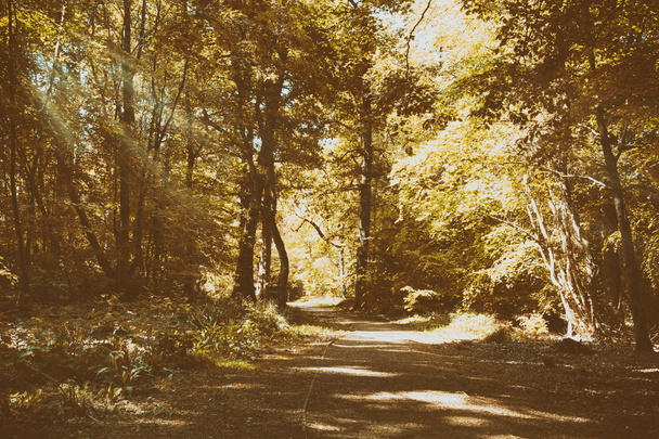 Maaseutu kävellä polku mutkainen läpi puiden
 - Valokuva, kuva