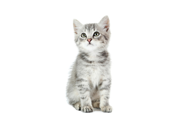 Beautiful tabby kitten - Photo, Image
