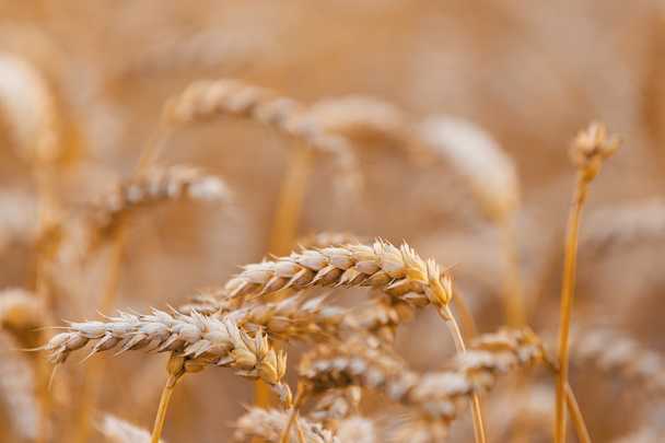 Organic golden spring wheat grains  - Photo, Image
