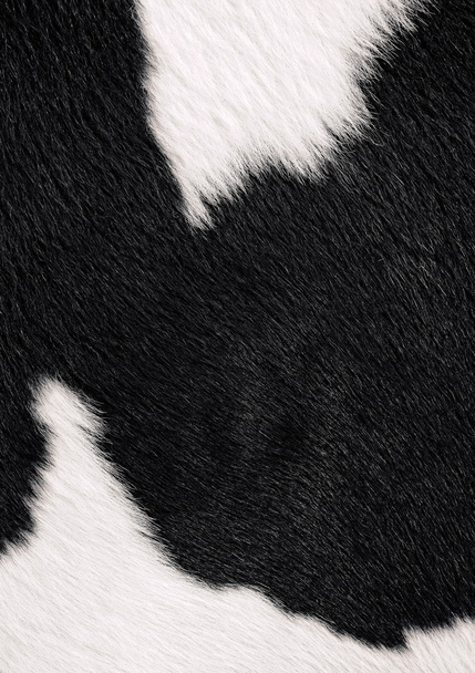 Um fragmento de uma pele de uma vaca fecha-se em uma foto de fundo
 - Foto, Imagem