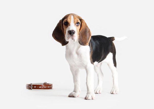 Dog. Beagle puppy portrait on a white background - Φωτογραφία, εικόνα
