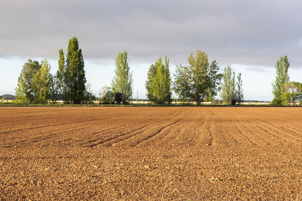 Beginstadium van de graanvelden - Foto, afbeelding