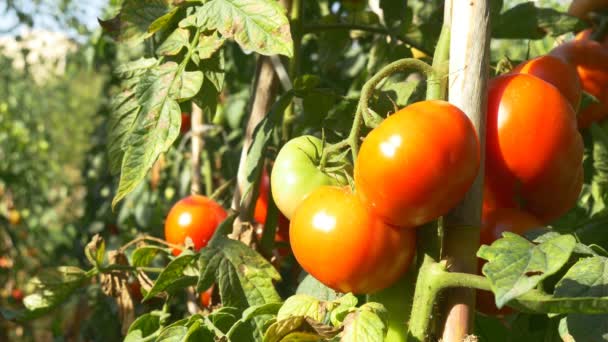 Ekologická zralá rajčata - Záběry, video