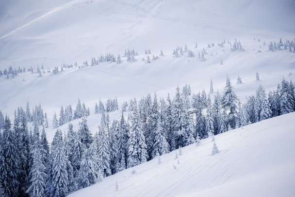 stromy pokryté sněhem na kopci hor. přírodní zimní backgrou - Fotografie, Obrázek