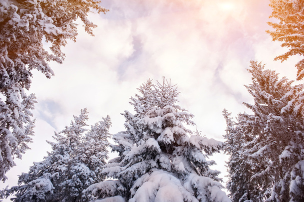fir-tree covered by snow and blue cloudy sky. natural winter bac - Foto, imagen