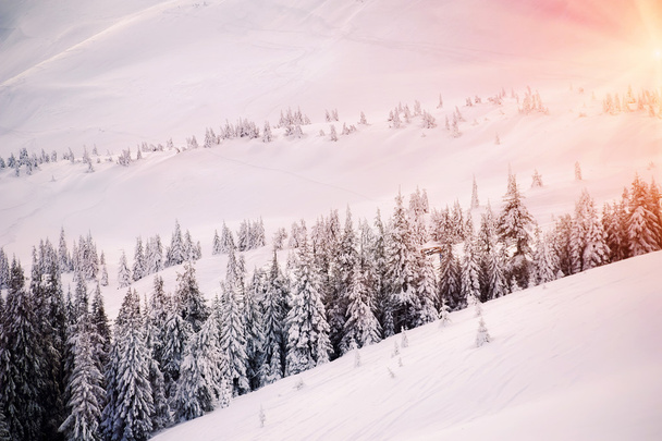 árboles cubiertos de nieve en la colina montañosa. backgrou invierno natural
 - Foto, Imagen