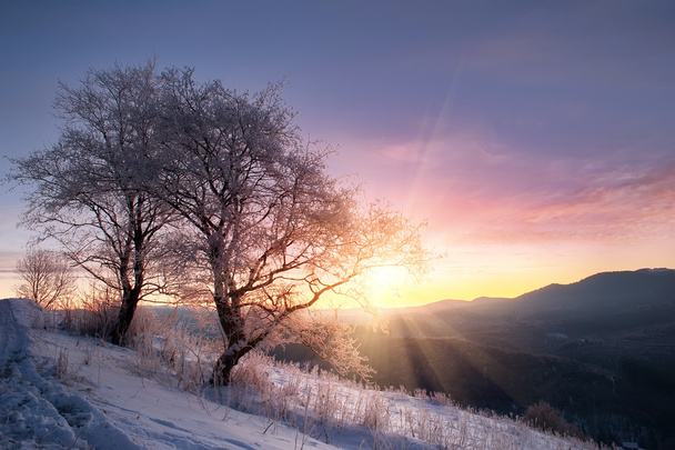 tree covered by frost and mountain view on sunrise. natural wint - Photo, Image