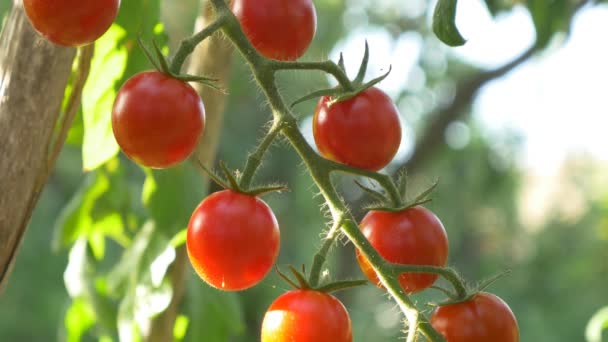Organik kırmızı olgun domatesler. - Video, Çekim