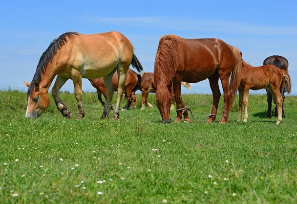 Kırsal alanda yaz otlaklarında atlar.  - Fotoğraf, Görsel
