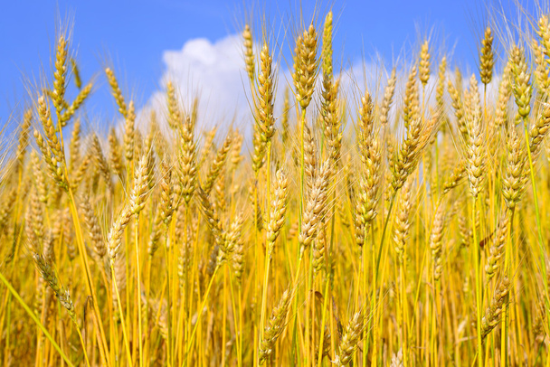 Champ de céréales dans le paysage rural
 - Photo, image