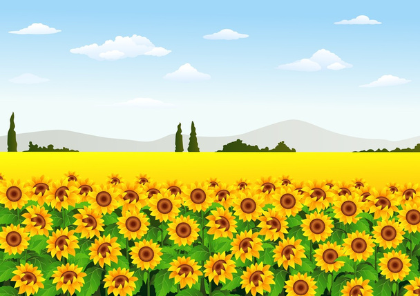 Illustration of sunflower field - Vector, Image