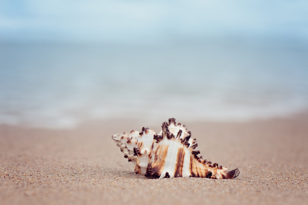 escudo closeup na praia oceânica exótica arenosa. natural vintage pastel verão fundo
  - Foto, Imagem