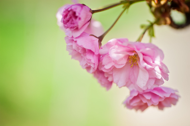 closeup sakura tree branch, cherry blossom. natural floral background - Photo, Image