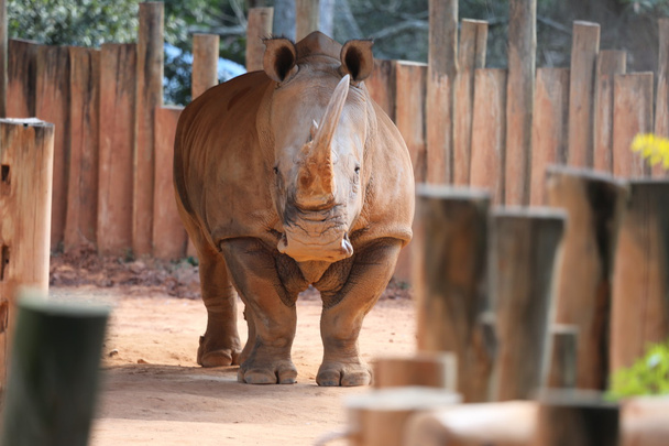 Rinoceronte branco macho - Foto, immagini