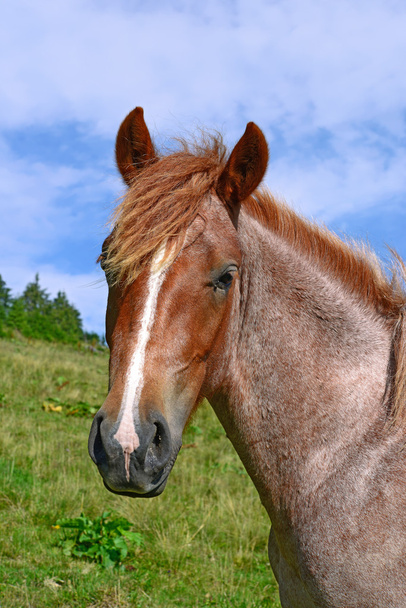  hlava koně uzavřít proti pastviny ve venkovské krajině - Fotografie, Obrázek