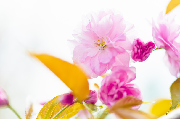 schöne Nahaufnahme Sakura-Blumen. Natürlicher Hintergrund. Bild mit weichem Fokus - Foto, Bild
