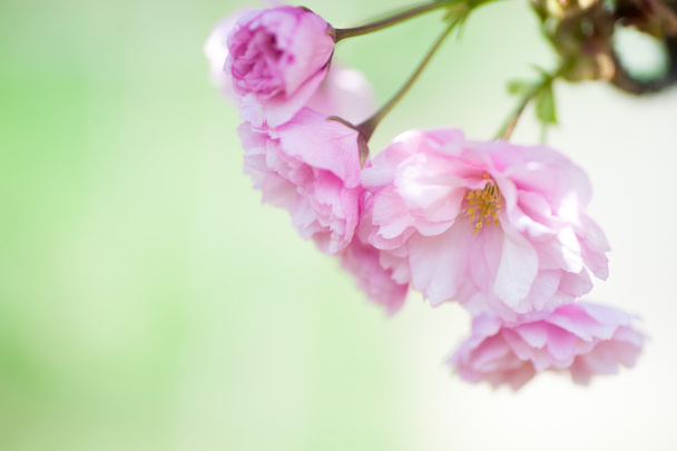 hermosas flores de primer plano sakura. Fondo natural. Imagen con enfoque suave
 - Foto, Imagen