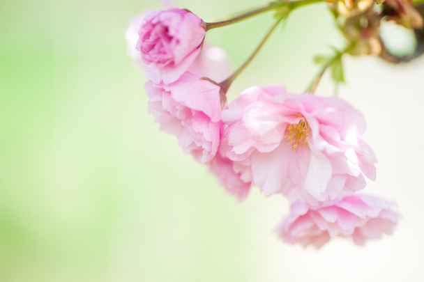 hermosas flores de primer plano sakura. Fondo natural. Imagen con enfoque suave
 - Foto, Imagen