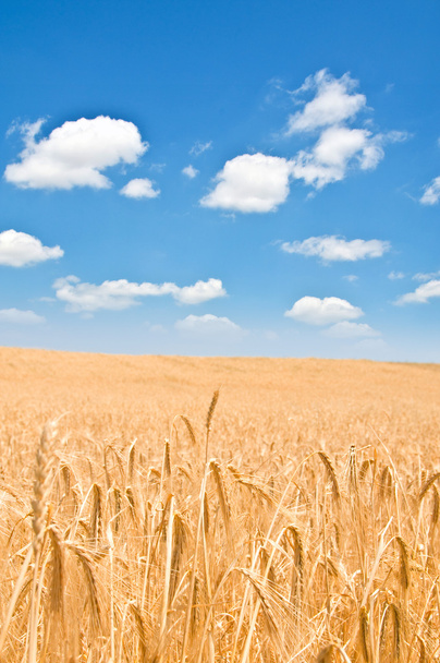 Wheat field on the bright summer day - Fotografie, Obrázek