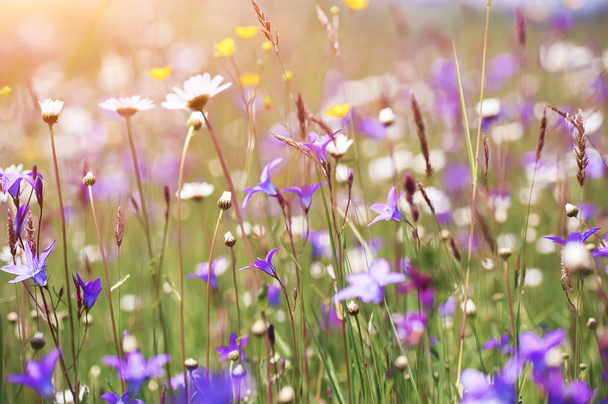 flores coloridas de verão no campo rural ensolarado. fundo natural
 - Foto, Imagem