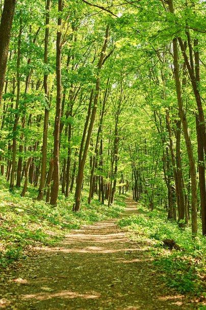 groen bos in de zomer - Foto, afbeelding