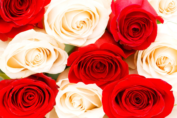 Hintergrund der roten und weißen Rosen - Foto, Bild