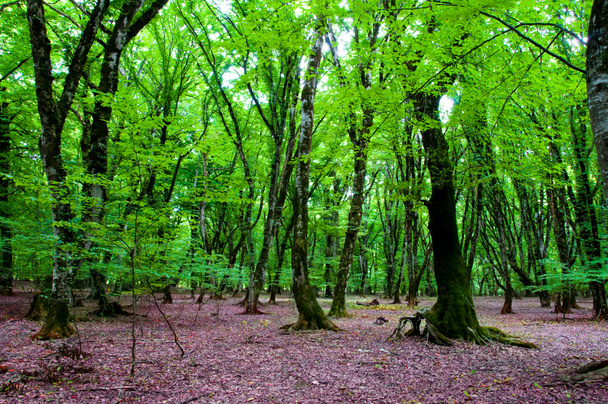 Nature concept - Green forest - Photo, Image