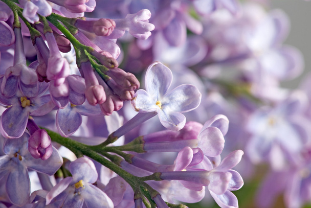 image of beautiful flowers closeup - Φωτογραφία, εικόνα