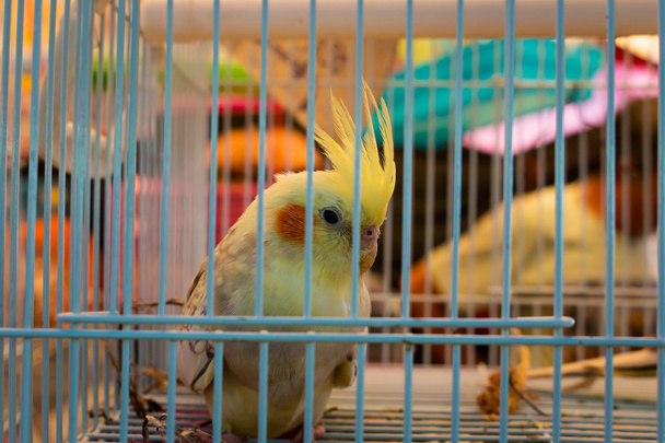 Краса папуга в клітці
 - Фото, зображення