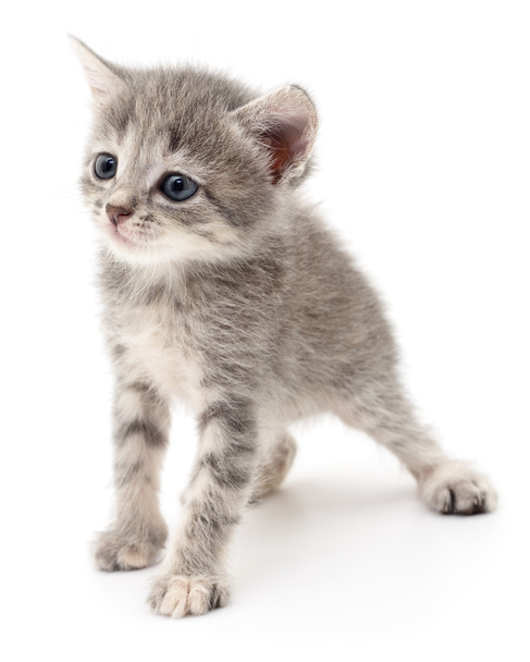 Small gray kitten. - Фото, зображення
