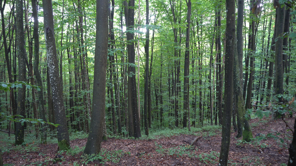 Vista misteriosa della foresta verde estiva
 - Filmati, video