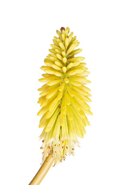 Haste curta com flores amarelas brilhantes de Kniphofia
 - Foto, Imagem
