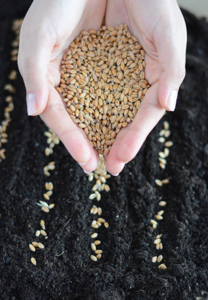 ruce držící hromadu pšenice a vrtání  - Fotografie, Obrázek