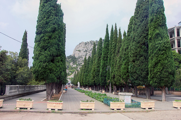 Zypressenallee mit schönen grünen Zypressenreihen in sime - Foto, Bild