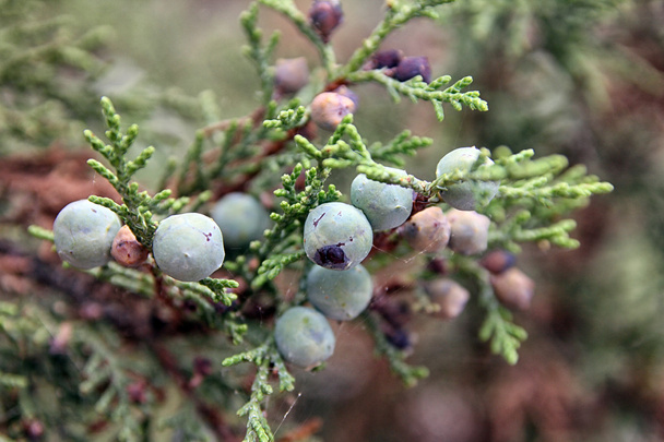 sprig with green big berry like cones of juniperus communis the  - Foto, afbeelding