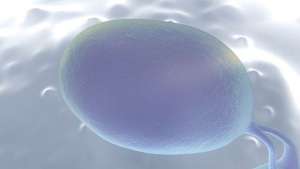 白血球細胞 - 写真・画像