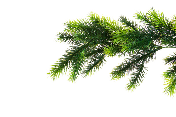 Close up of fir tree branch isolated - Foto, Imagem