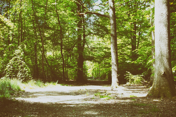 Caminata por el campo con sendero serpenteando entre árboles
 - Foto, imagen